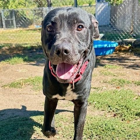 Enlarge Lucky, an adoptable mixed breed in Phoenix, OR image 1/4