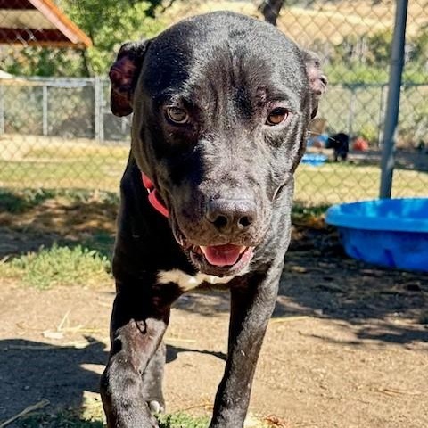 Enlarge Lucky, an adoptable mixed breed in Phoenix, OR image 3/4