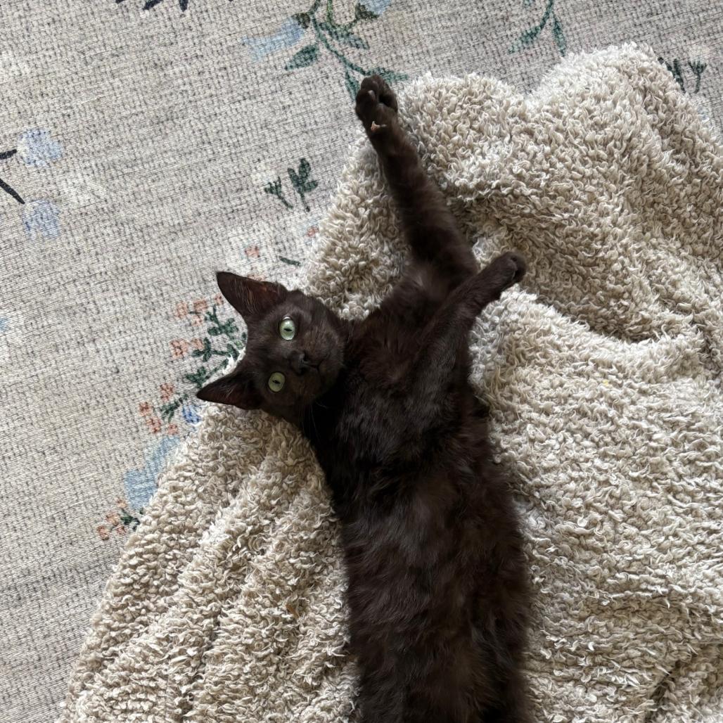 Enlarge Mabel Copeland, a Adoptable Domestic Short Hair in Merrifield, VA image 1/6