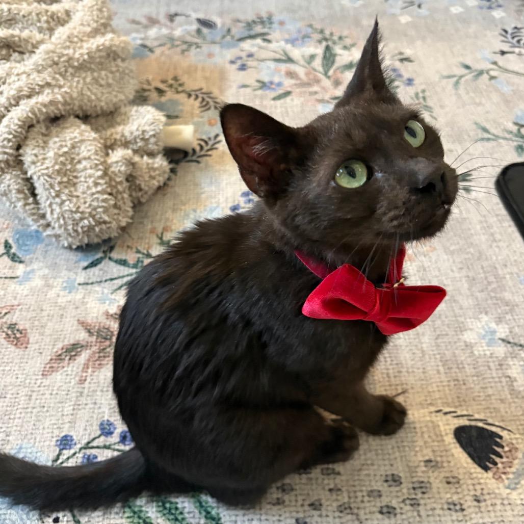 Enlarge Mabel Copeland, a Adoptable Domestic Short Hair in Merrifield, VA image 2/6