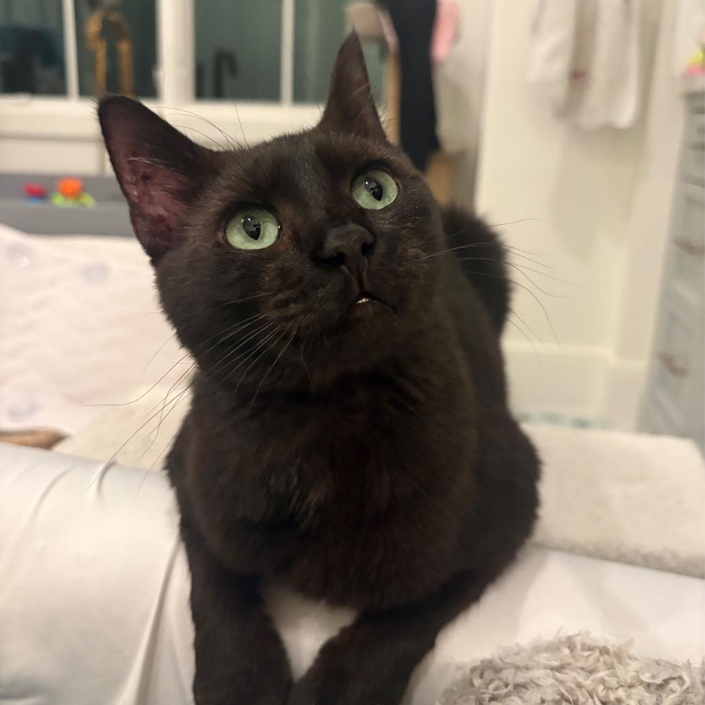 Enlarge Mabel Copeland, a Adoptable Domestic Short Hair in Merrifield, VA image 3/6