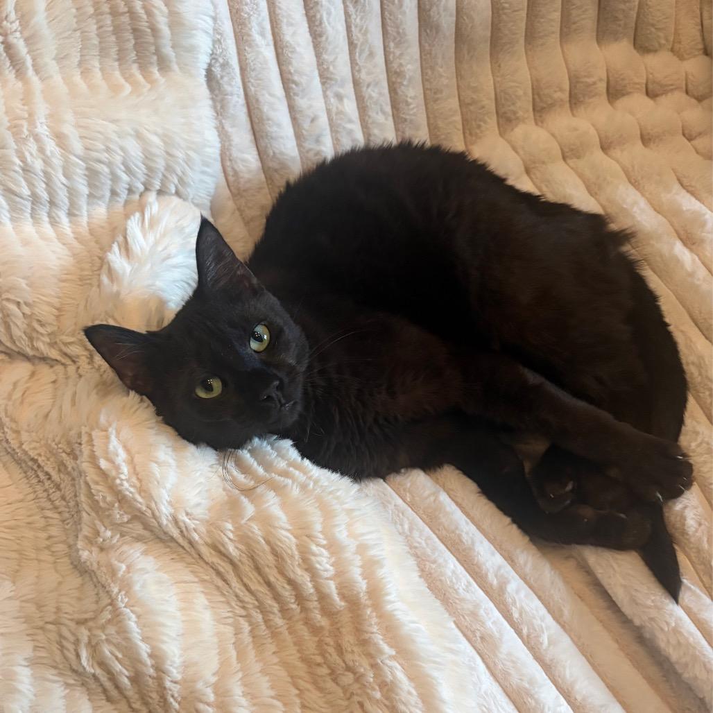 Enlarge Mabel Copeland, a Adoptable Domestic Short Hair in Merrifield, VA image 4/6