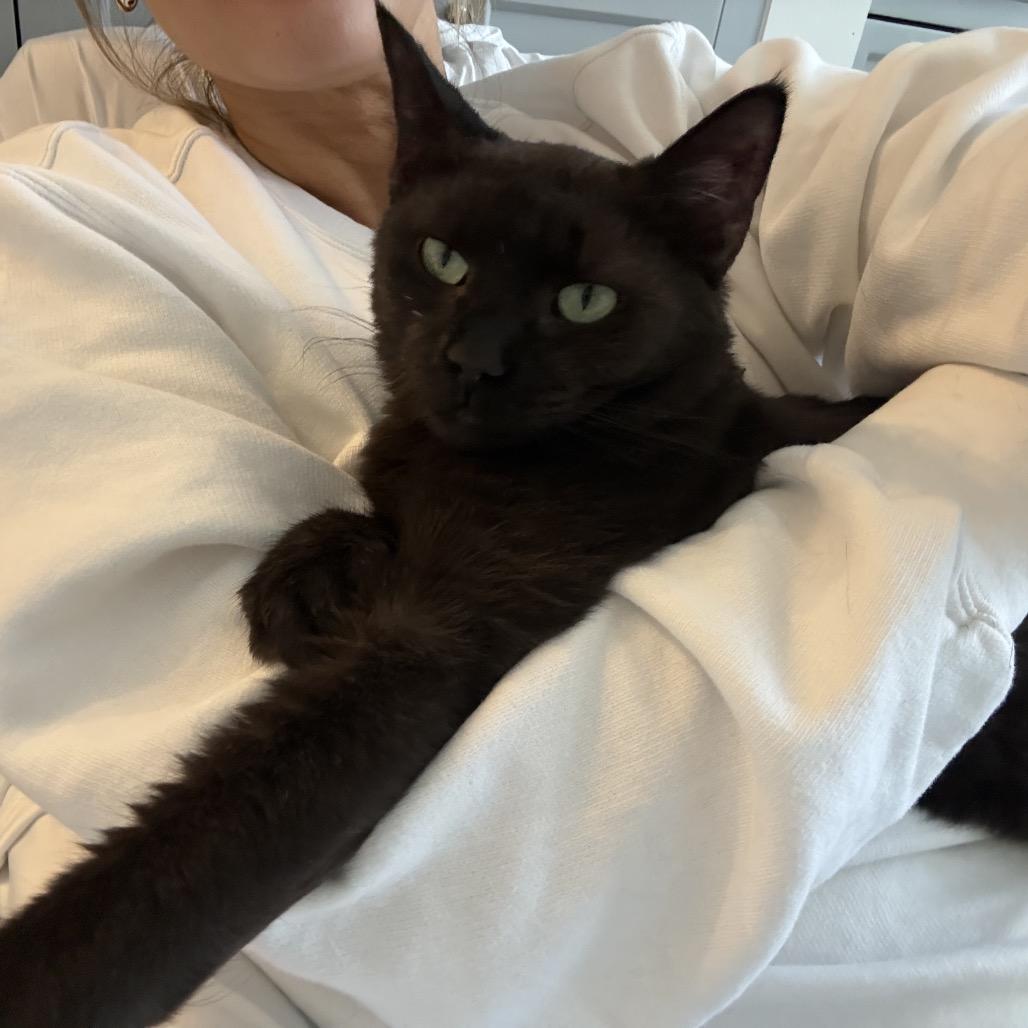Enlarge Mabel Copeland, a Adoptable Domestic Short Hair in Merrifield, VA image 5/6