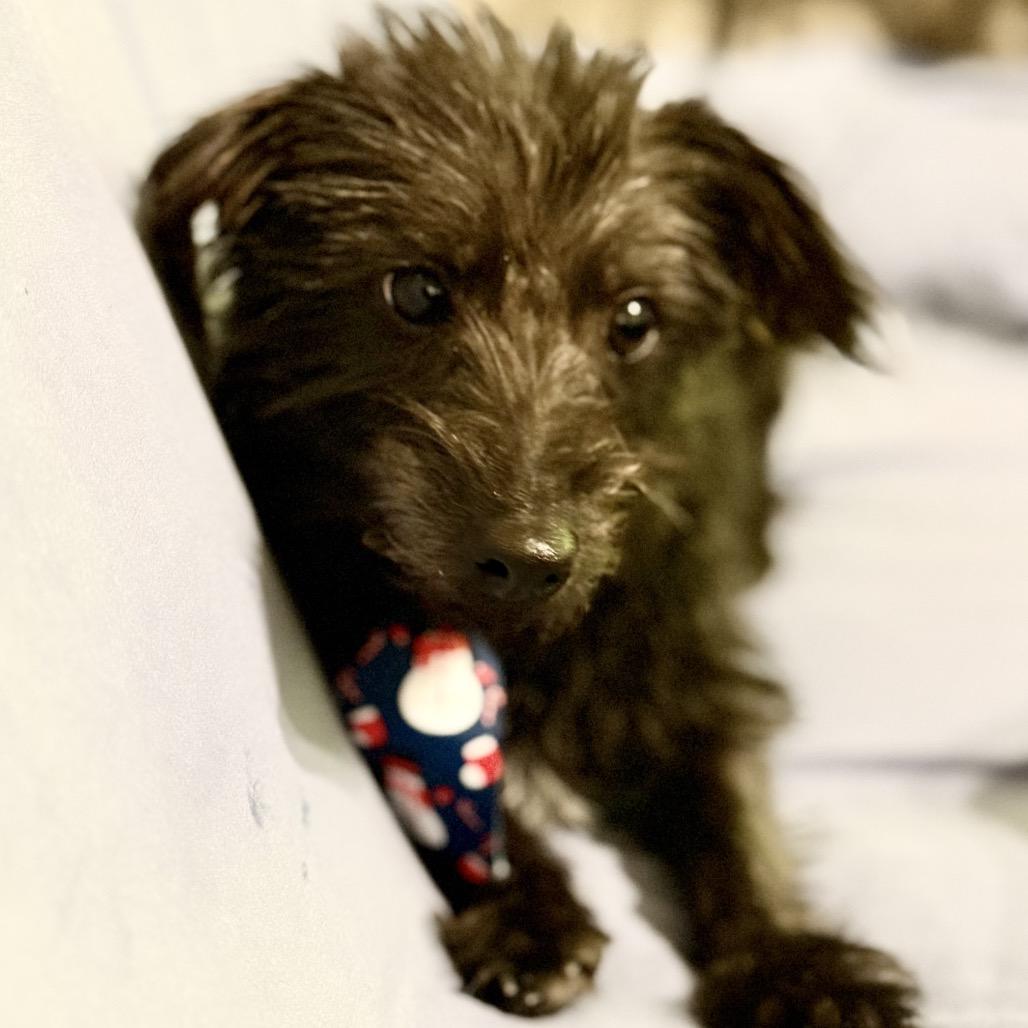 Toto, Adoptable, Young Male Yorkshire Terrier.