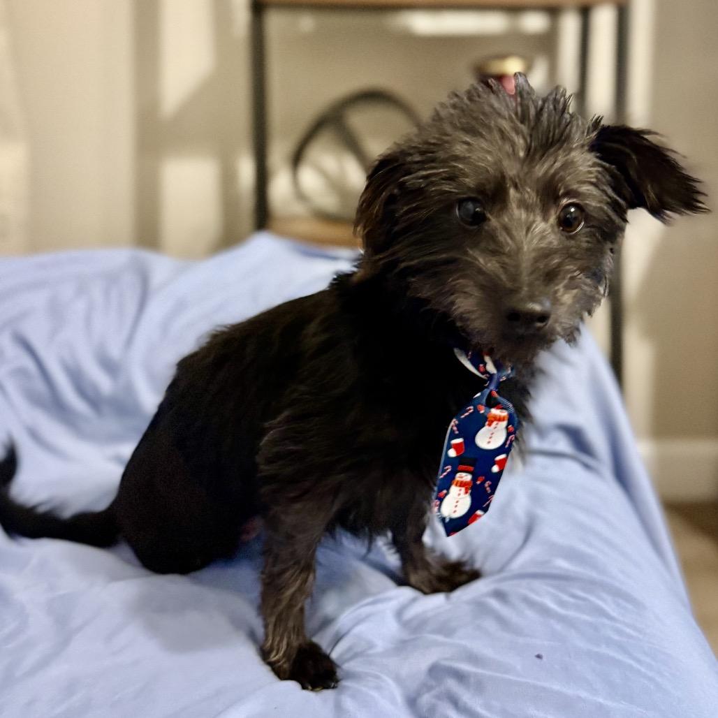 Enlarge Toto, a Adoptable mixed breed in Las Vegas, NV image 2/3