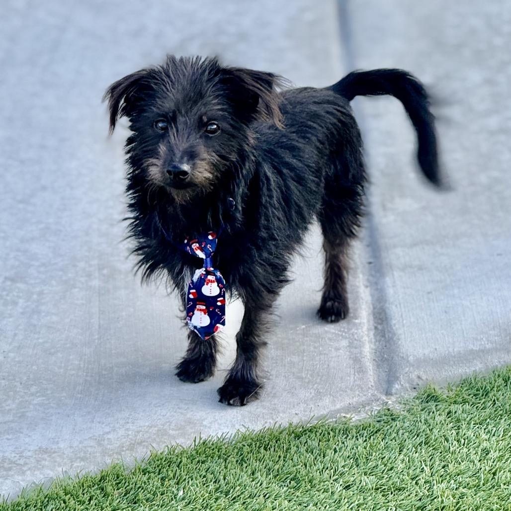 Enlarge Toto, a Adoptable mixed breed in Las Vegas, NV image 3/3