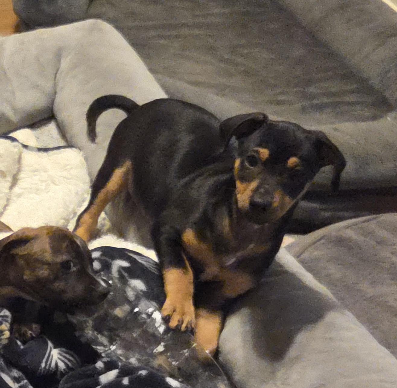 Rolo, Adoptable, Puppy Male Chihuahua & Dachshund.