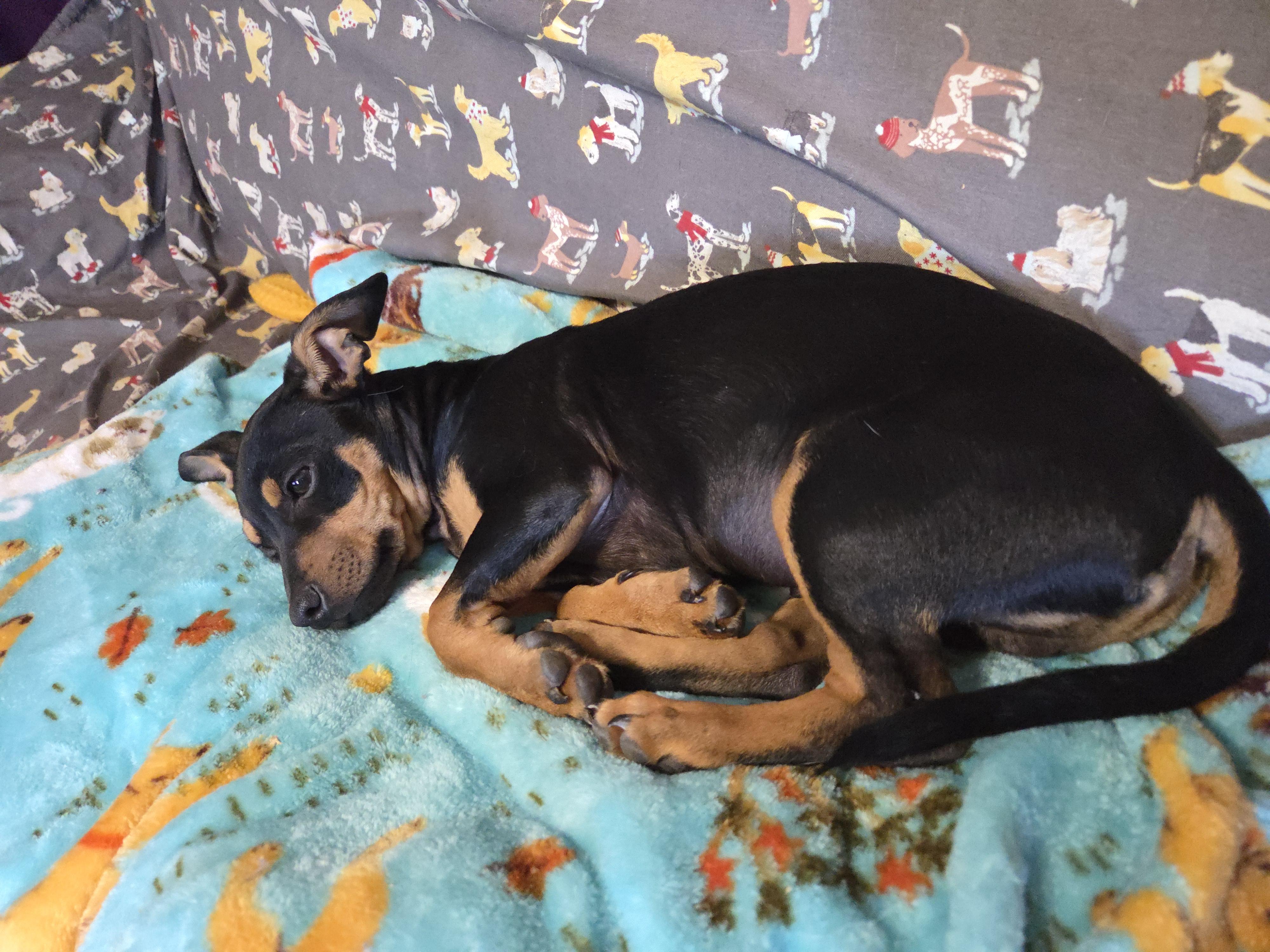 Rolo, a Adoptable mixed breed in Deer Park, TX image 2/2