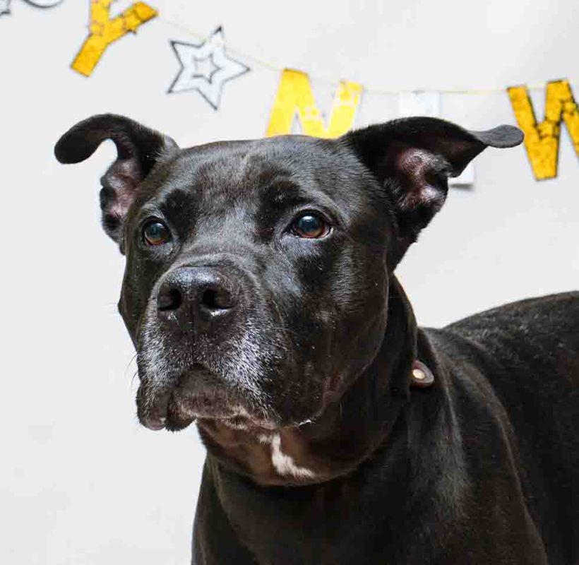 Rocco, ADOPTABLE, Adult Male Terrier.