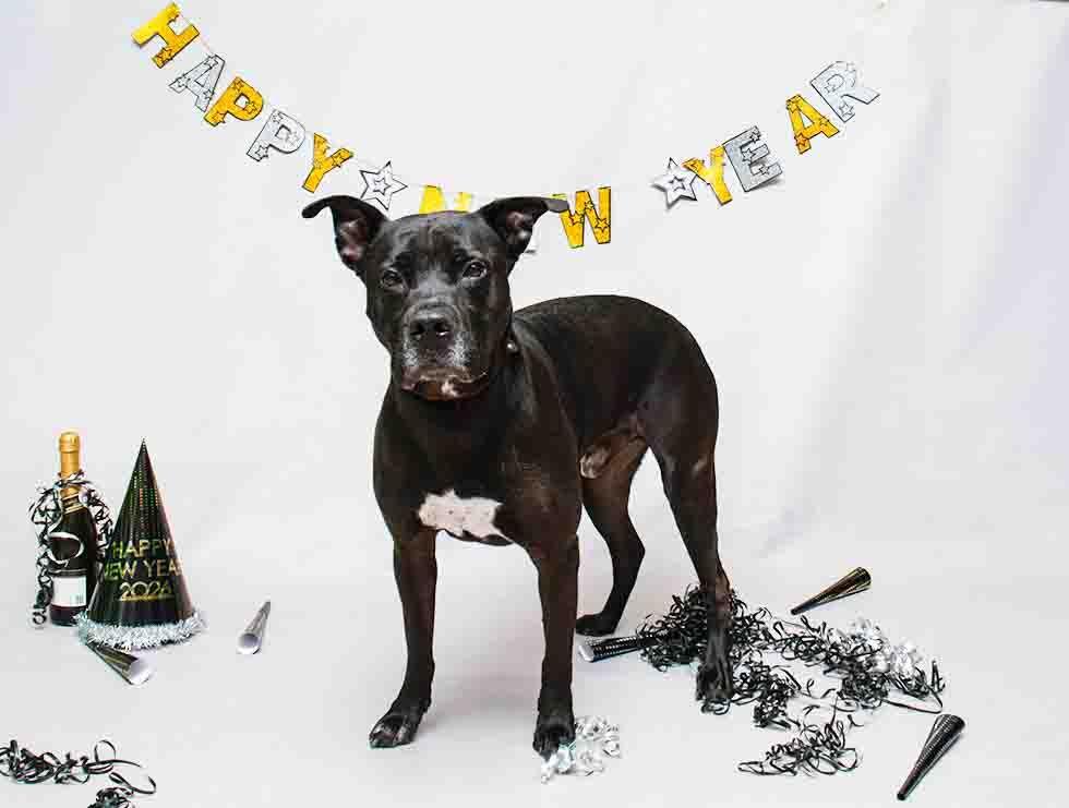 Enlarge Rocco, a ADOPTABLE mixed breed in Sanford, FL image 2/2