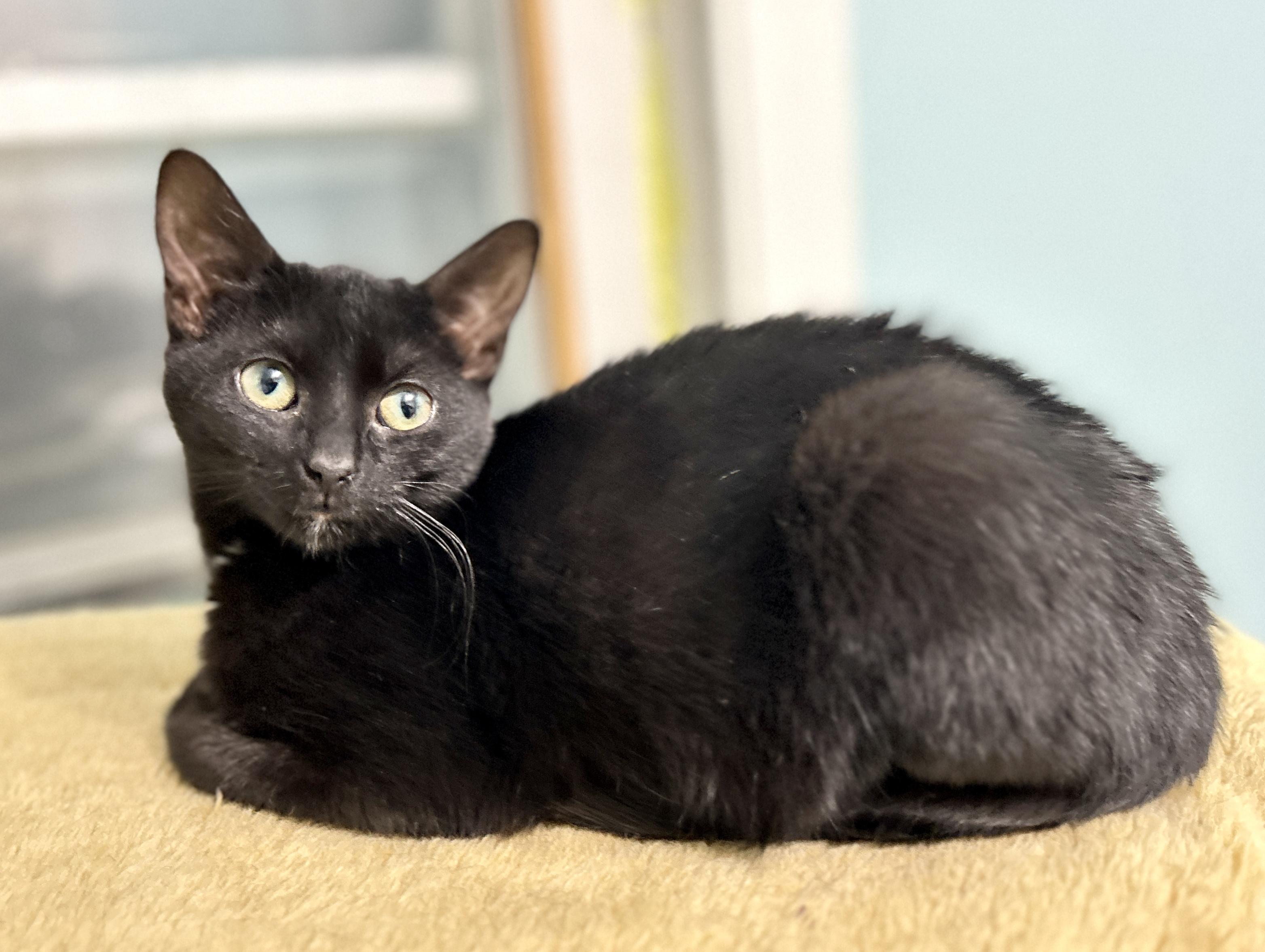 Enlarge Rutu, an adopted Domestic Short Hair in Guelph, ON image 6/6