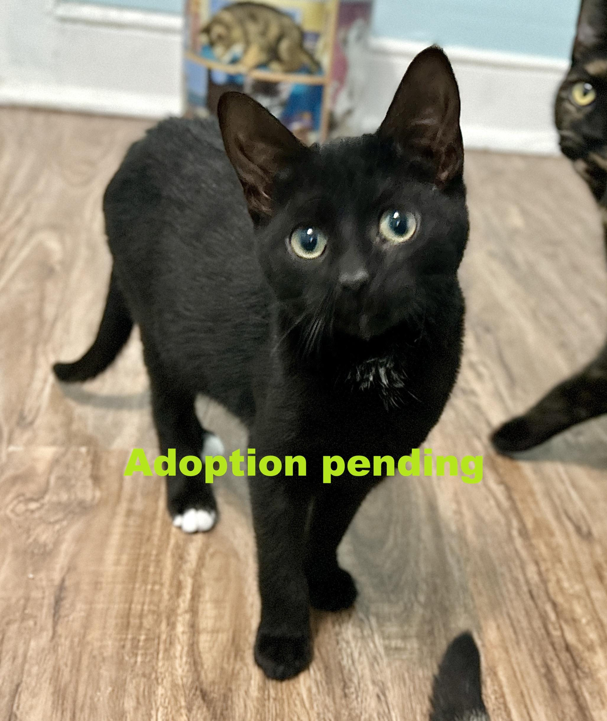 Enlarge Rutu, an adopted Domestic Short Hair in Guelph, ON image 1/6