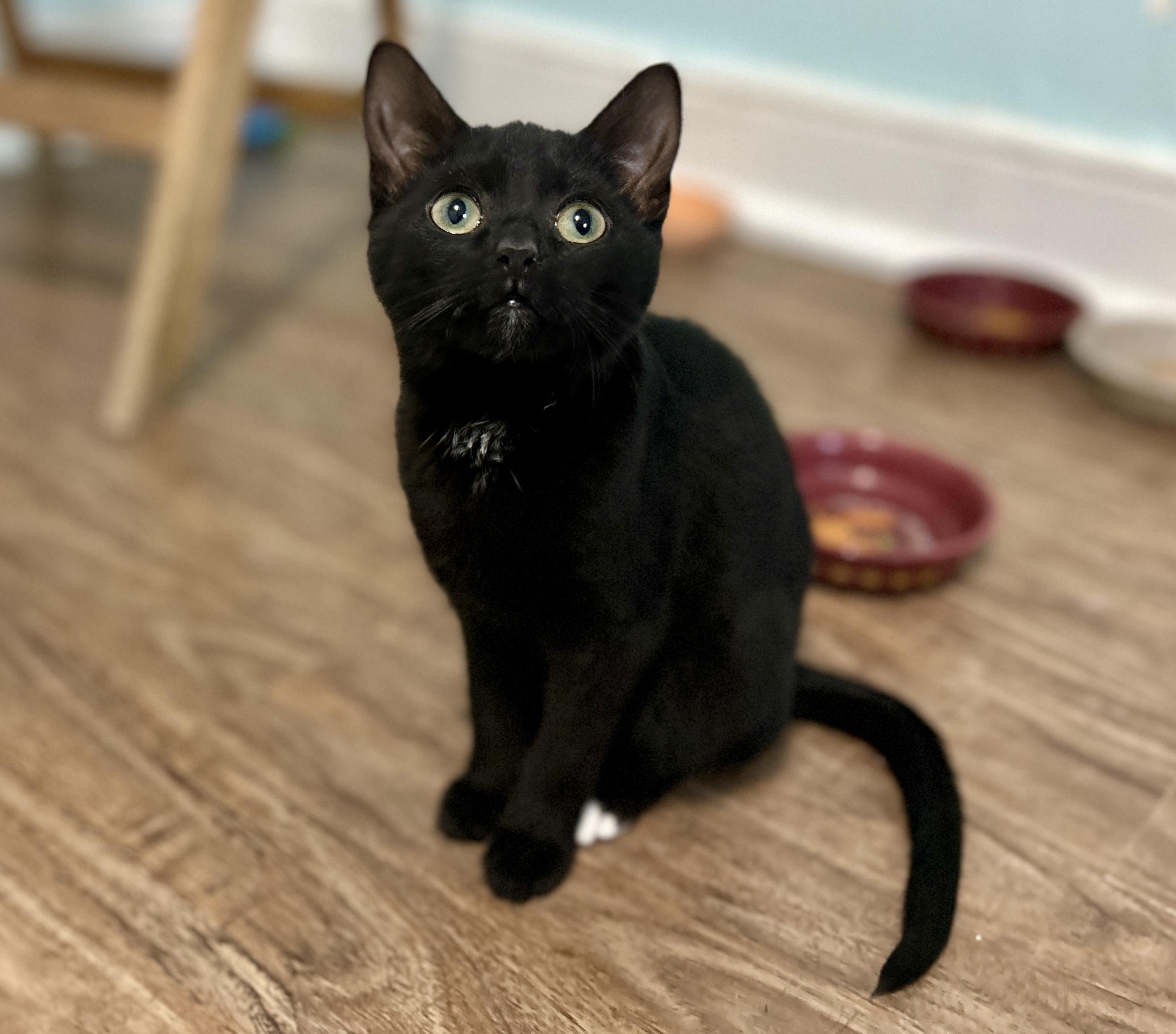 Enlarge Rutu, an adopted Domestic Short Hair in Guelph, ON image 3/6