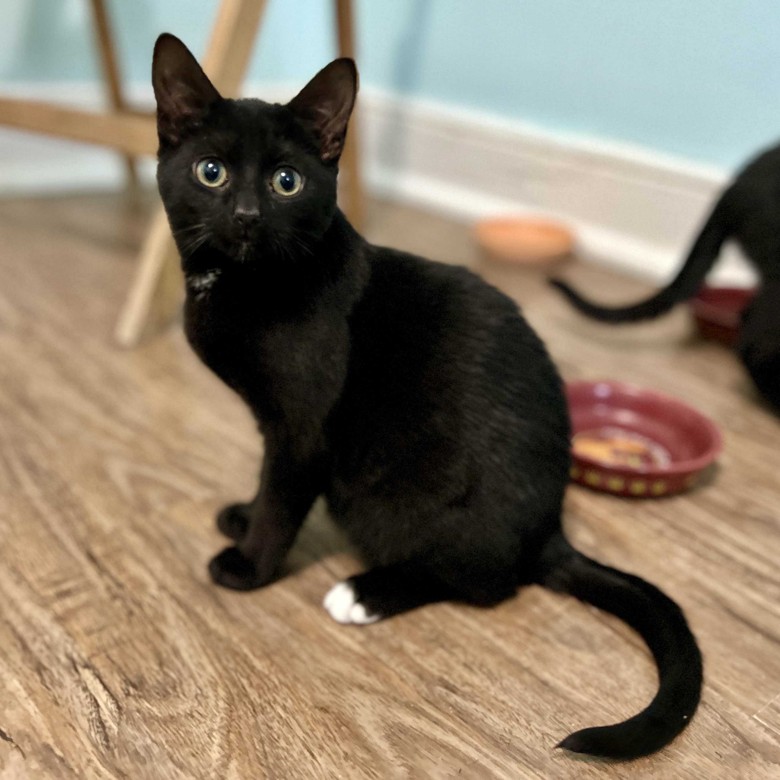 Enlarge Rutu, an adopted Domestic Short Hair in Guelph, ON image 2/6