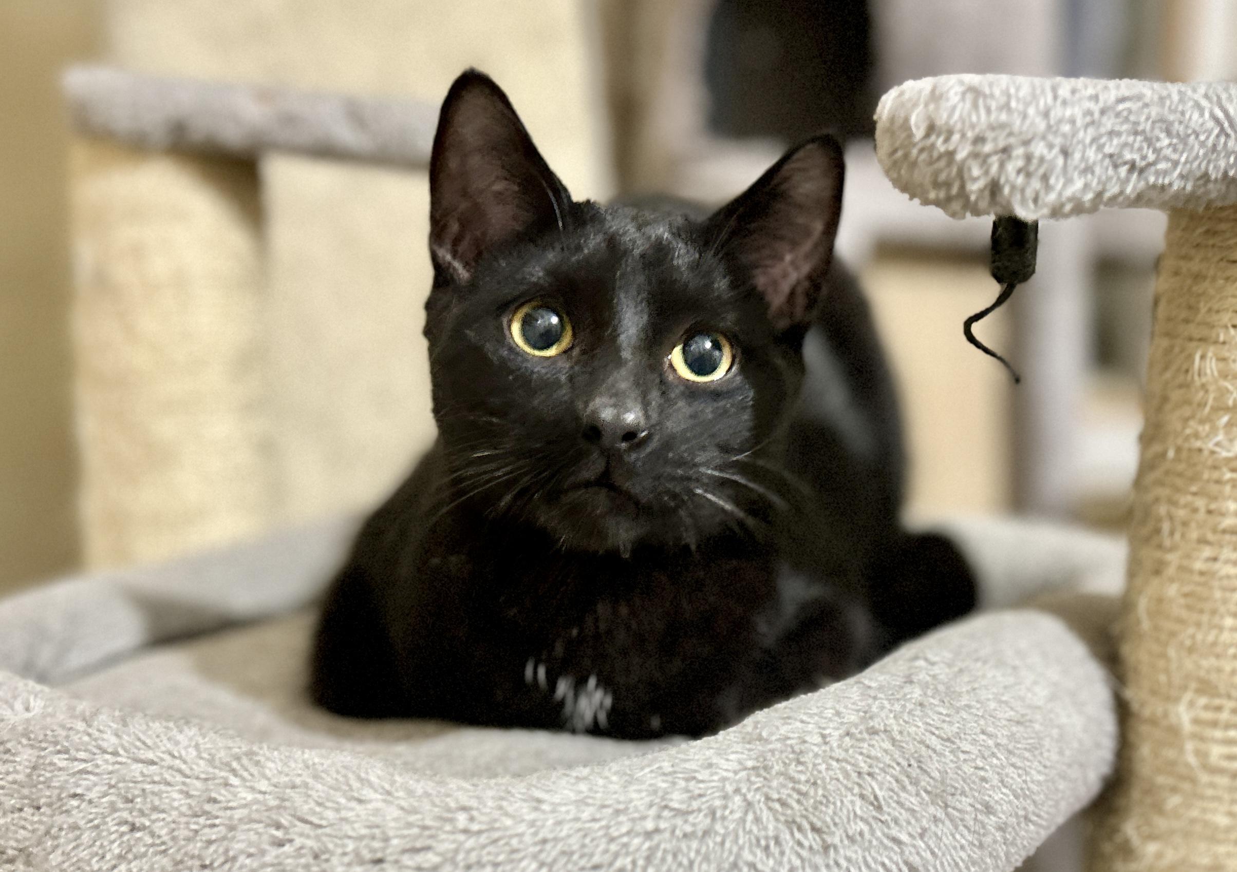 Enlarge Rutu, an adopted Domestic Short Hair in Guelph, ON image 5/6