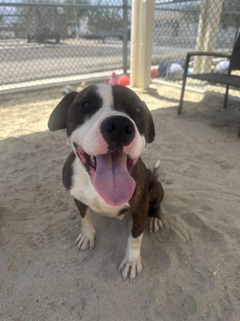Enlarge BRUNO, a Adoptable Pit Bull Terrier in Thousand Palms, CA image 1/1