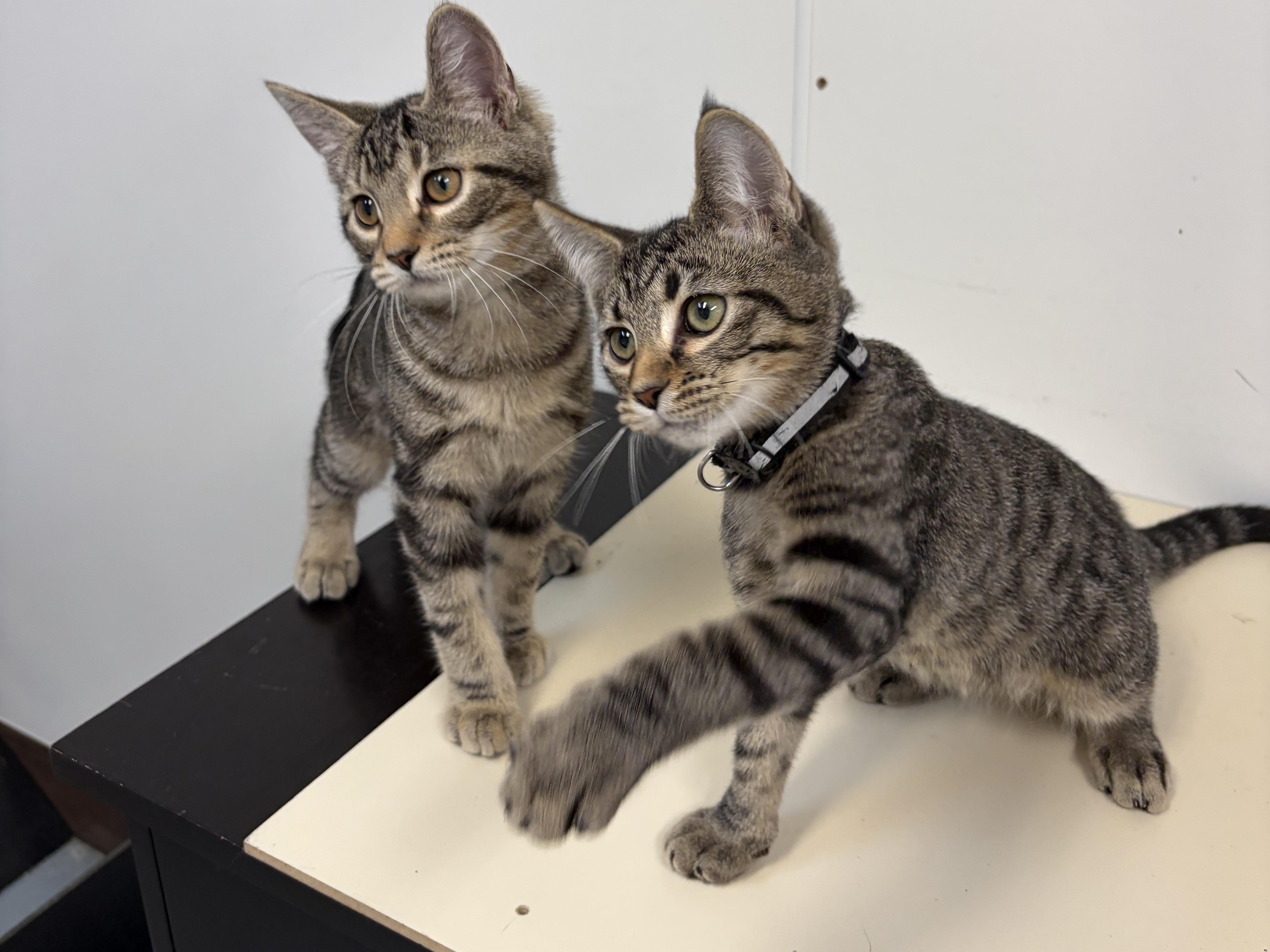 Odysseus, Adopted, Young Male American Shorthair.