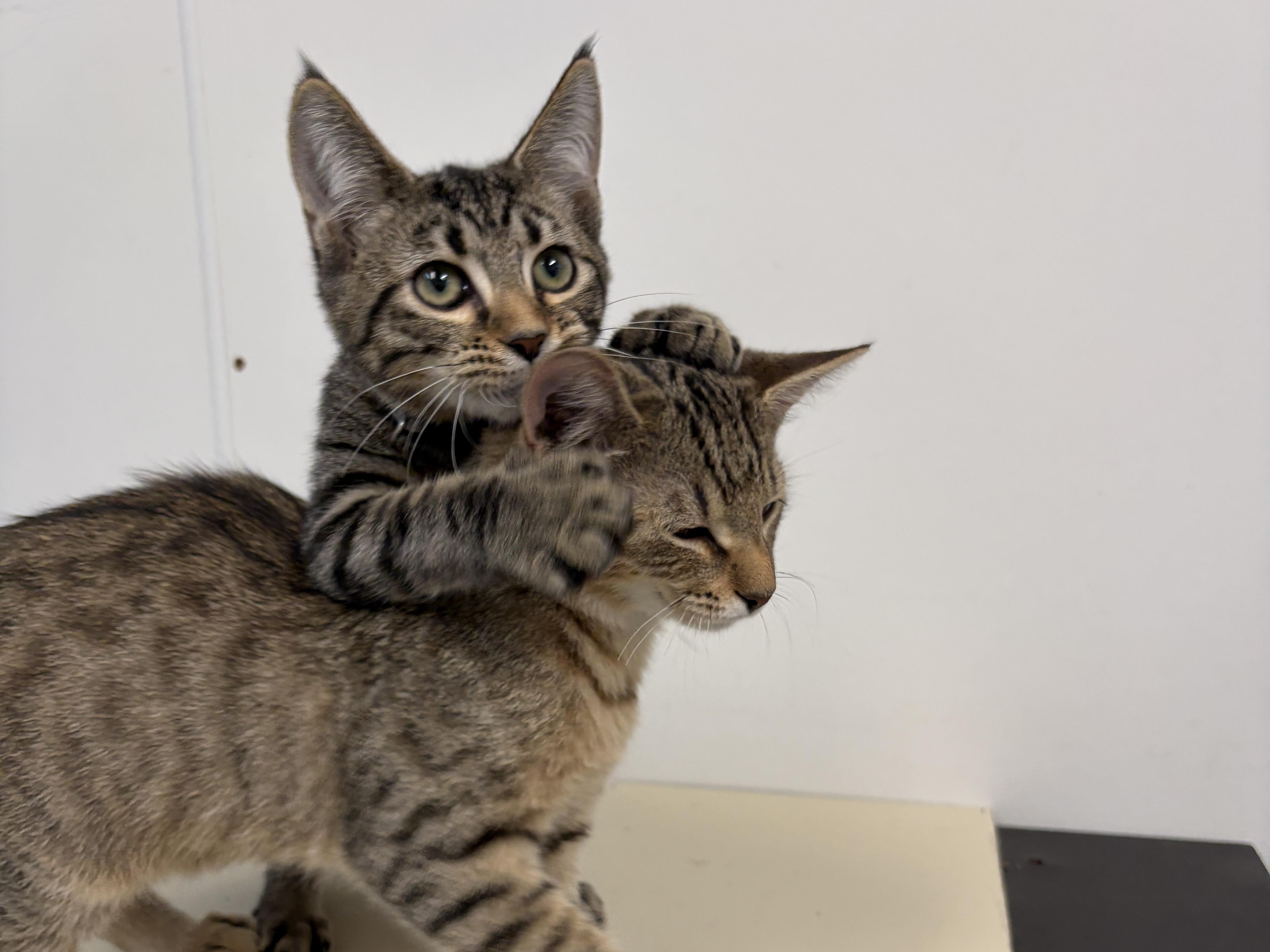 Enlarge Odysseus, a Adopted American Shorthair in Perry, GA image 2/2