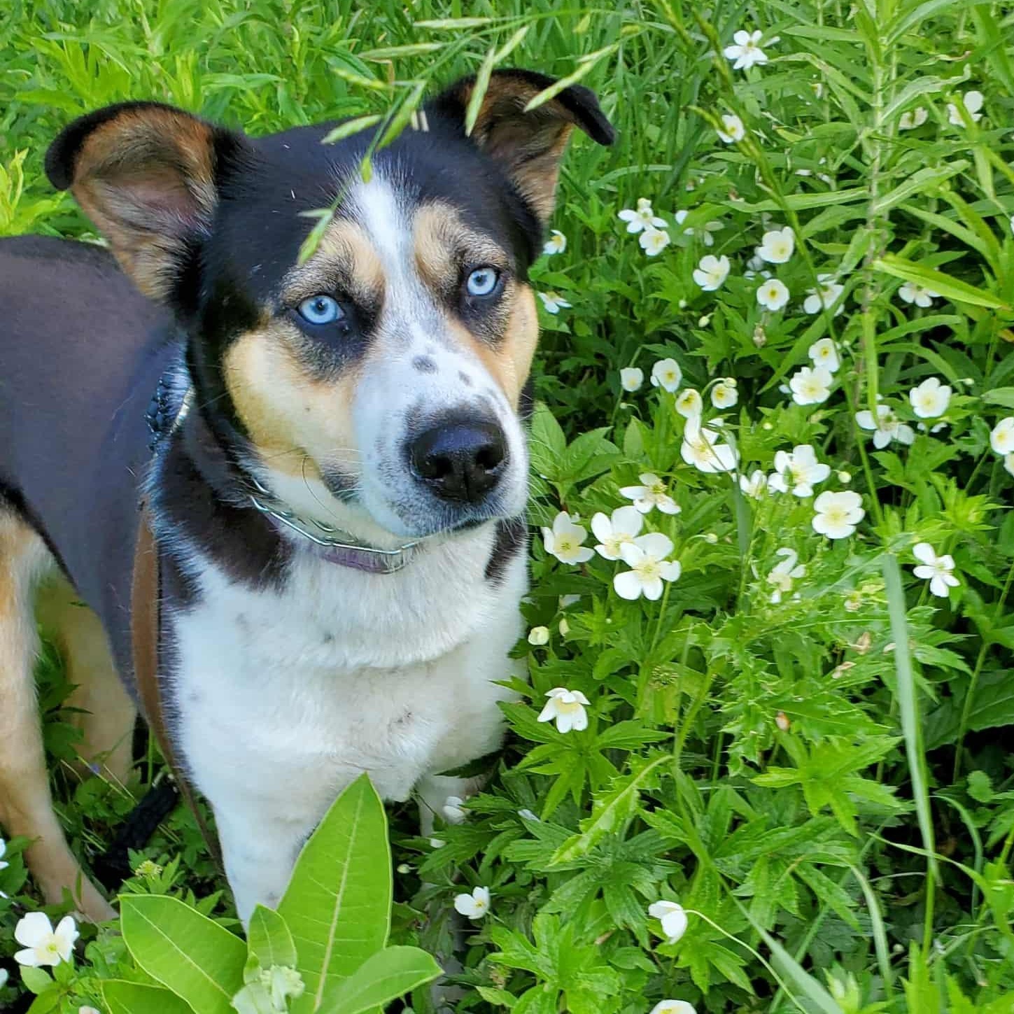 Leilani, a Adoptable mixed breed in Barrie, ON image 2/6