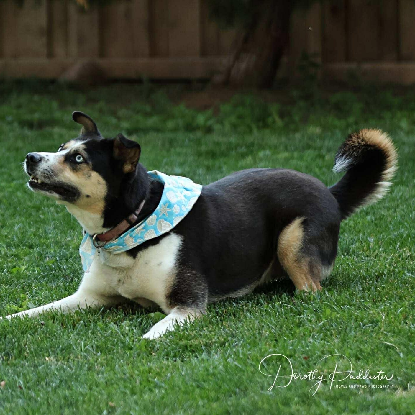 Leilani, a Adoptable mixed breed in Barrie, ON image 3/6