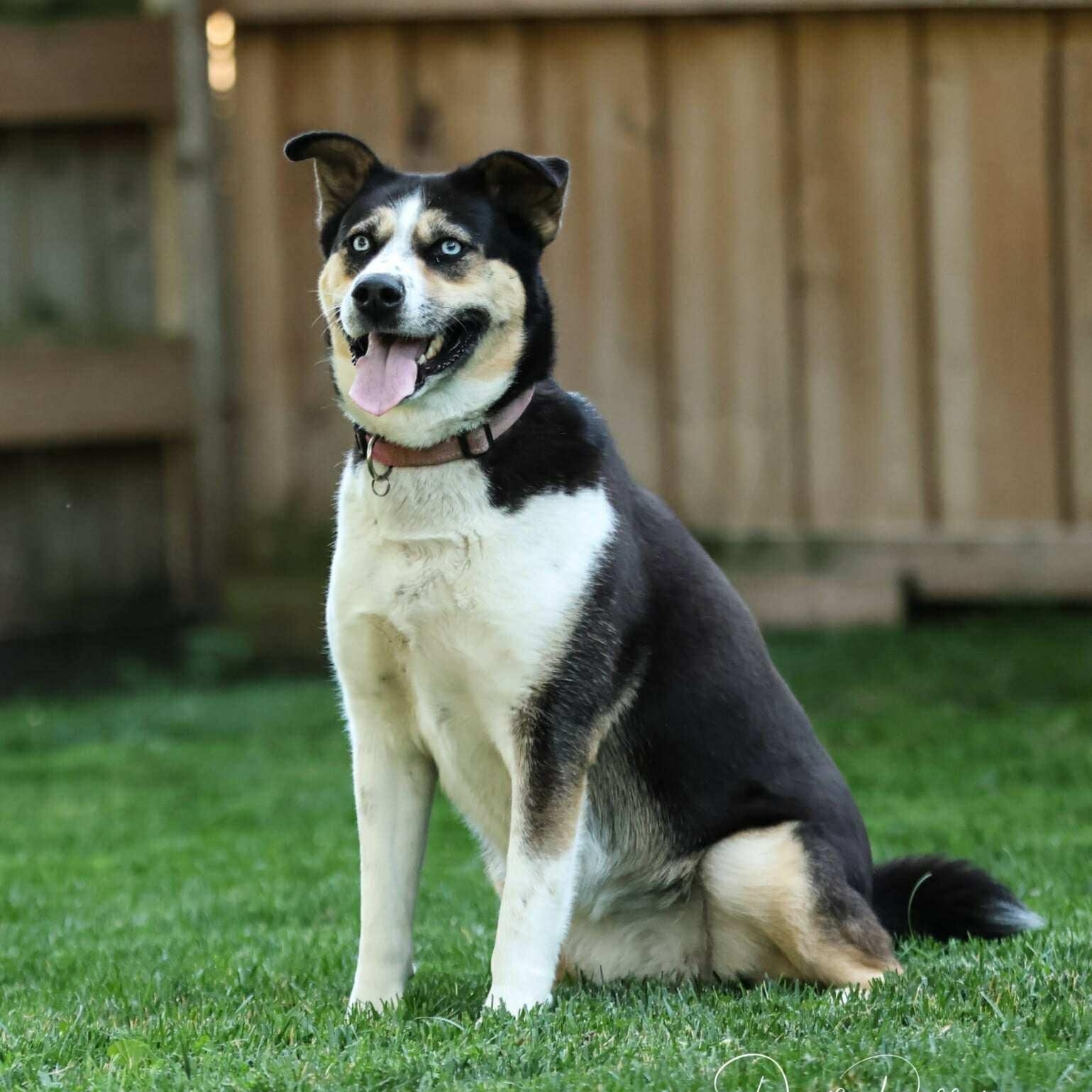 Leilani, a Adoptable mixed breed in Barrie, ON image 4/6