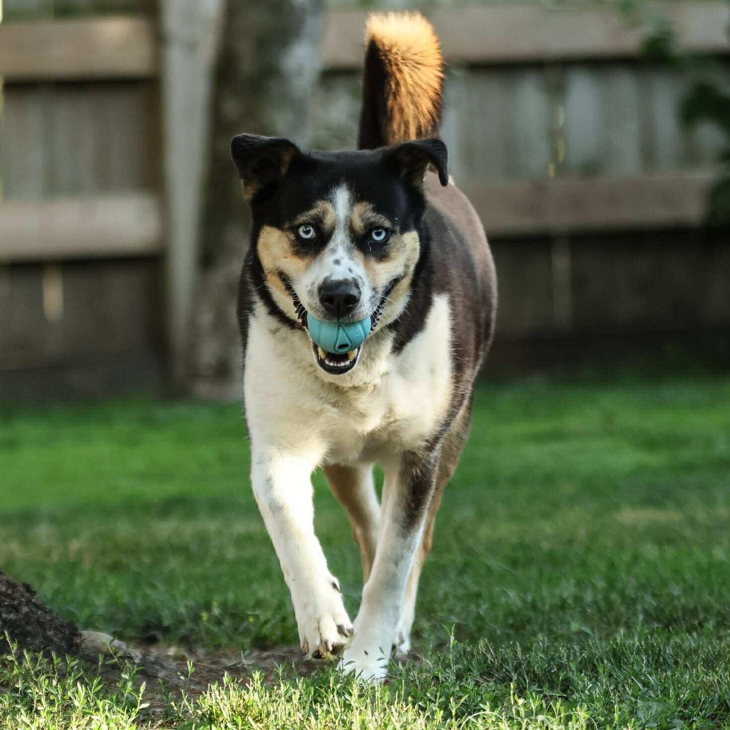 Leilani, a Adoptable mixed breed in Barrie, ON image 5/6