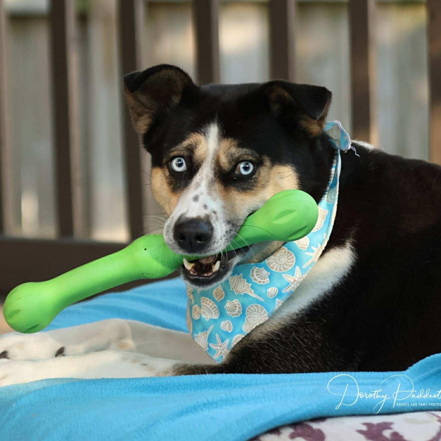Leilani, a Adoptable mixed breed in Barrie, ON image 6/6