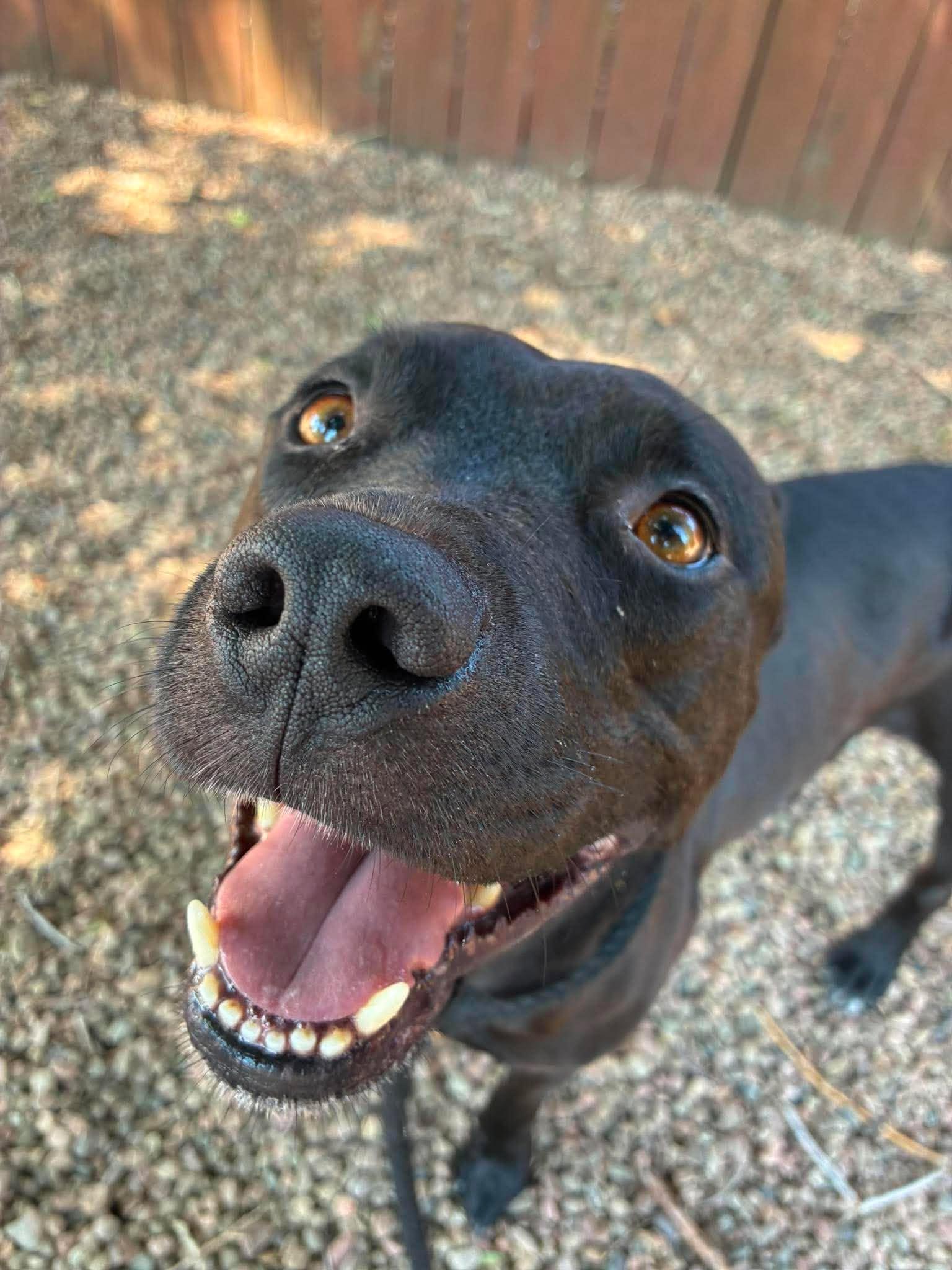Nala, ADOPTABLE, Adult Female Mixed Breed.