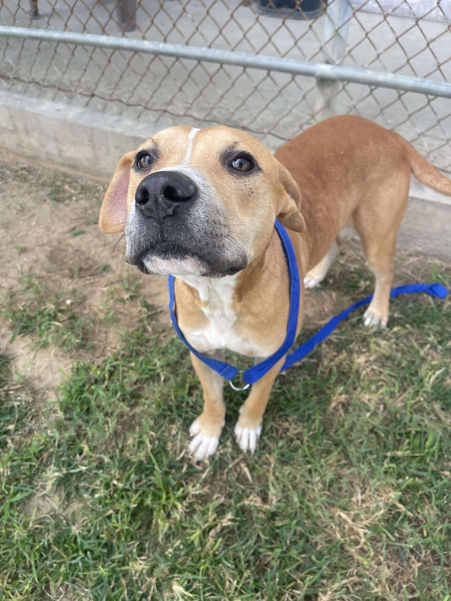 Bologna **Courtesy Post. Out of town pet. See below for details**