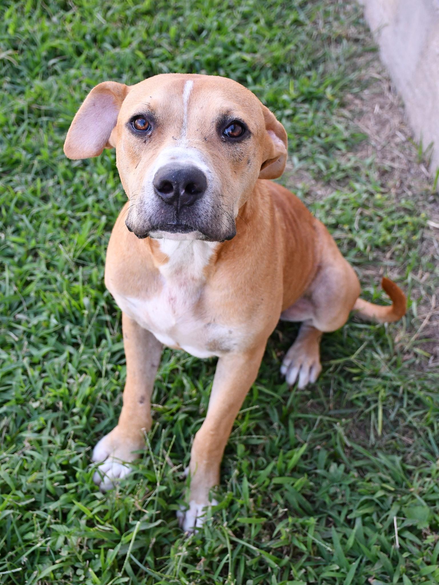 Bologna **Courtesy Post. Out of town pet. See below for details**