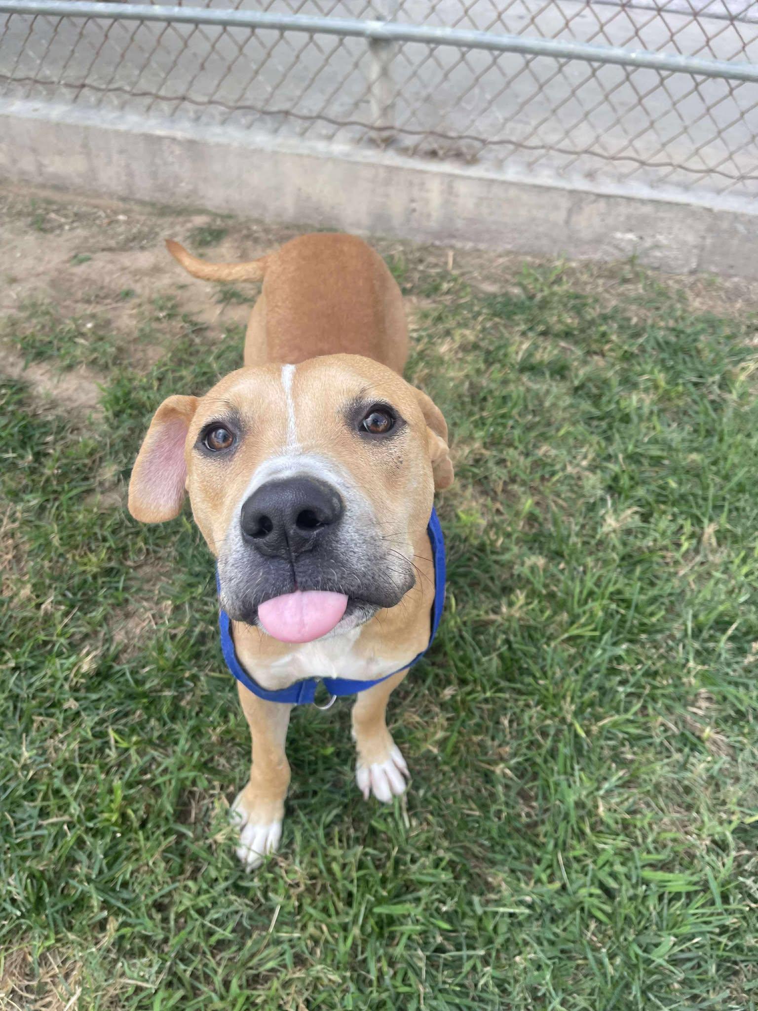 Bologna **Courtesy Post. Out of town pet. See below for details**