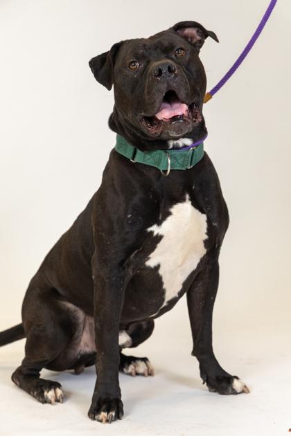 Enlarge Habanero, a Adoptable mixed breed in Twinsburg, OH image 1/3