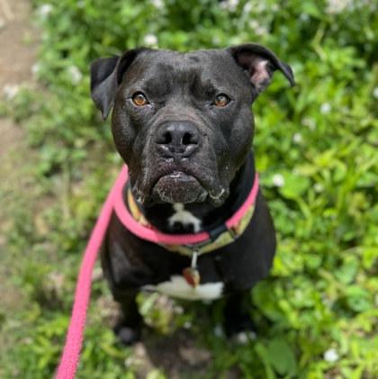 Enlarge Habanero, a Adoptable mixed breed in Twinsburg, OH image 3/3