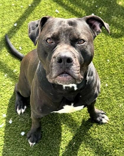 Enlarge Habanero, a Adoptable mixed breed in Twinsburg, OH image 3/3