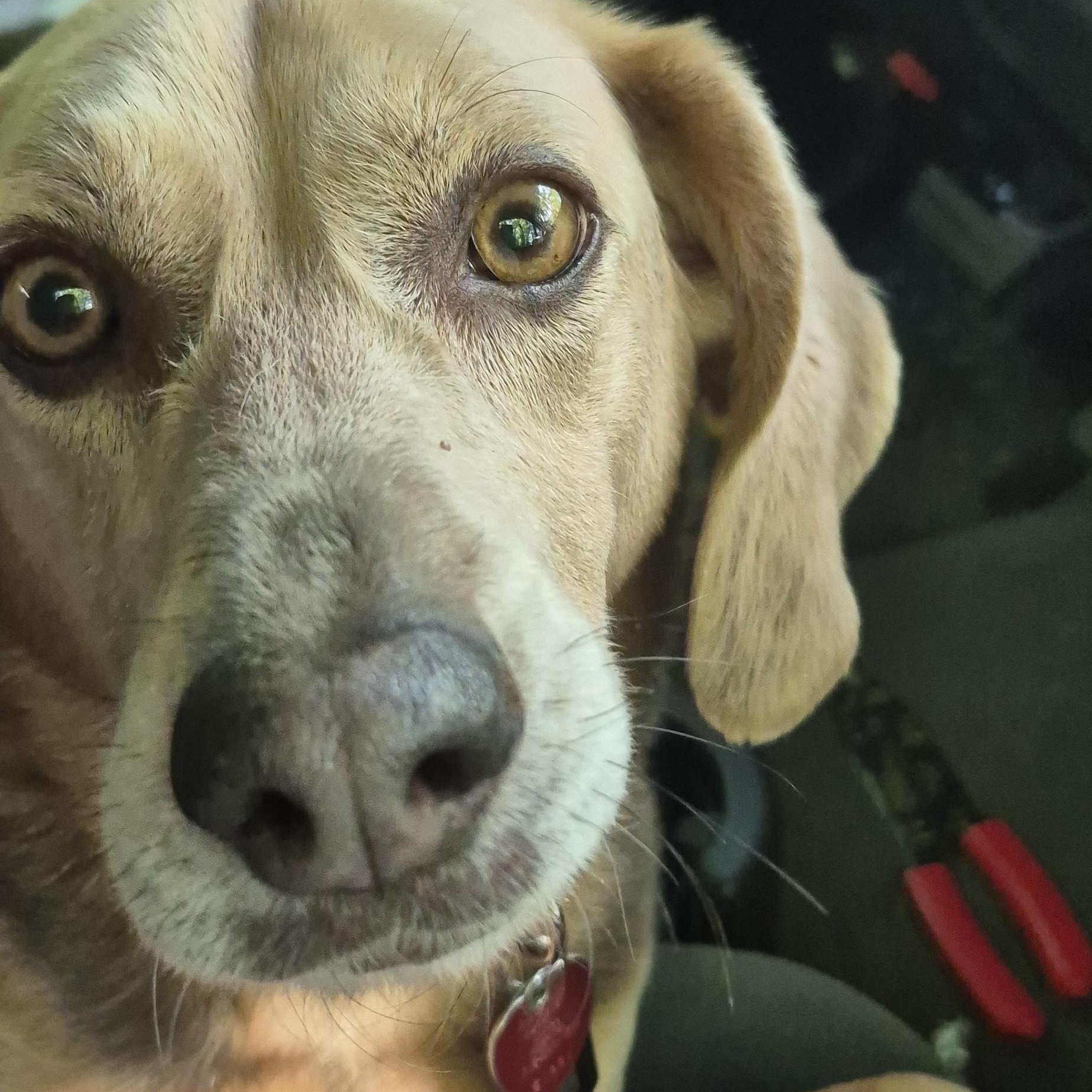 Chance, an adoptable Beagle in Saint Cloud, MN, 56301 | Photo Image 1