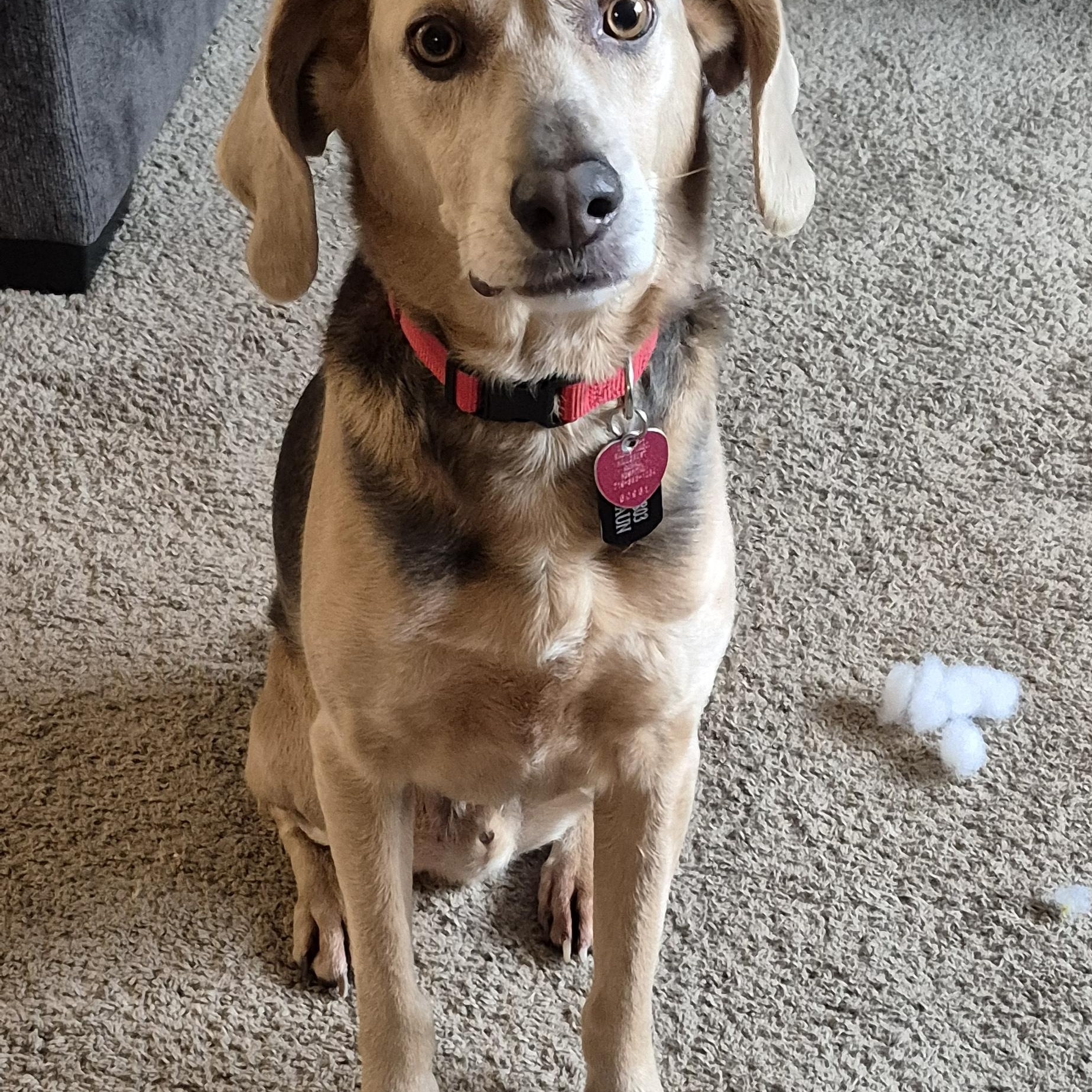 Chance, an adoptable Beagle in Saint Cloud, MN, 56301 | Photo Image 4