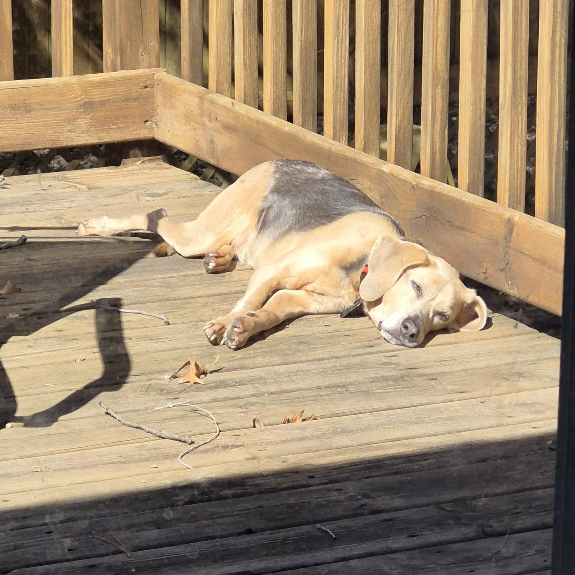 Chance, an adoptable Beagle in Saint Cloud, MN, 56301 | Photo Image 2