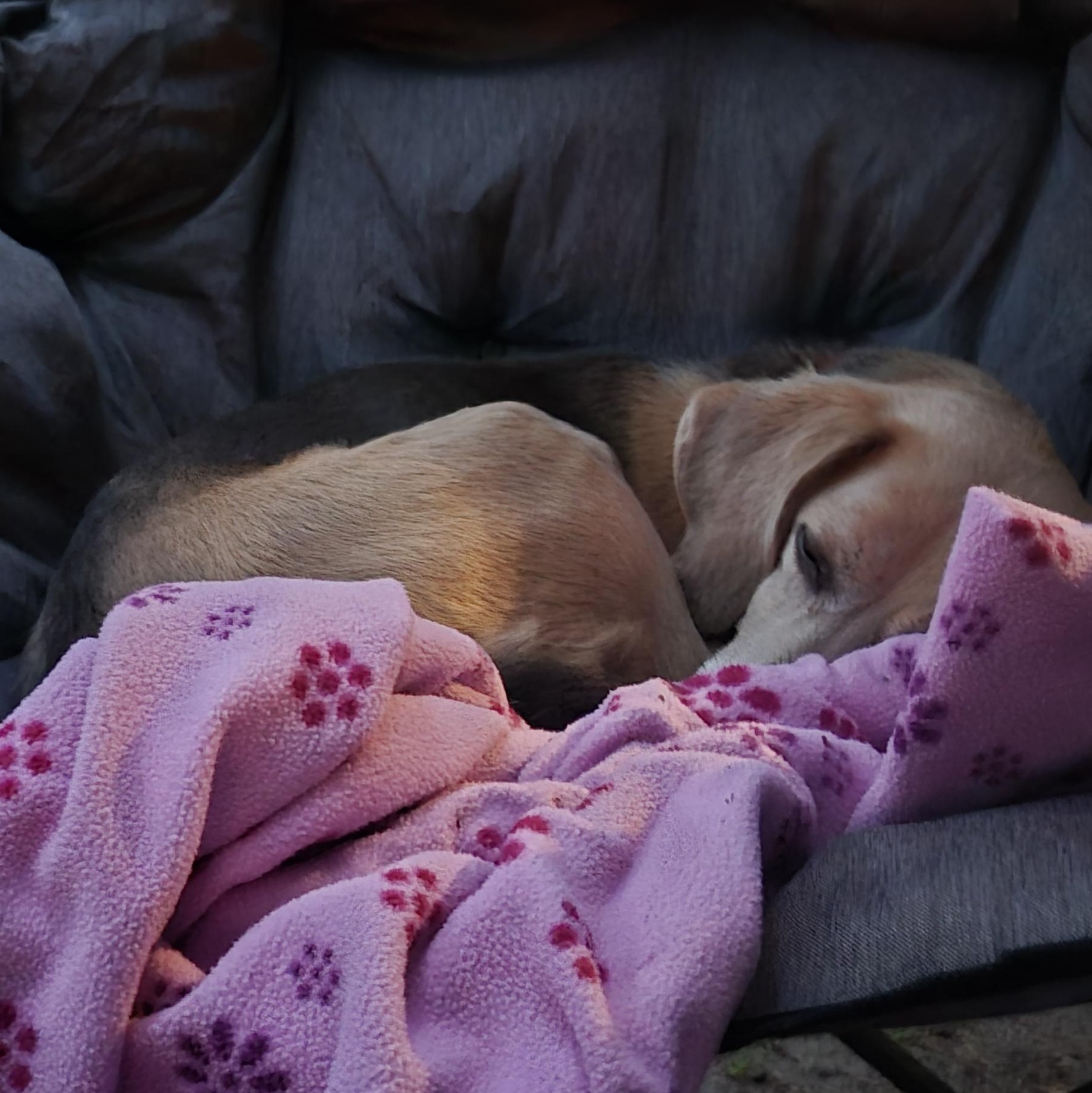 Chance, an adoptable Beagle in Saint Cloud, MN, 56301 | Photo Image 3