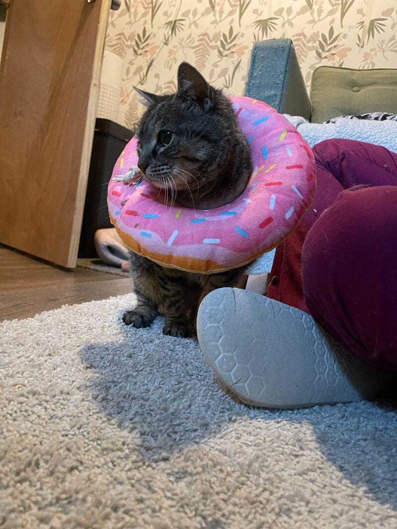 ALPHA, a Adoptable Domestic Short Hair in Colmar, PA image 1/2