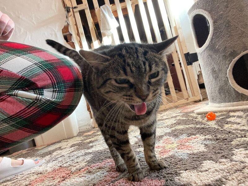 ALPHA, a Adoptable Domestic Short Hair in Colmar, PA image 2/2