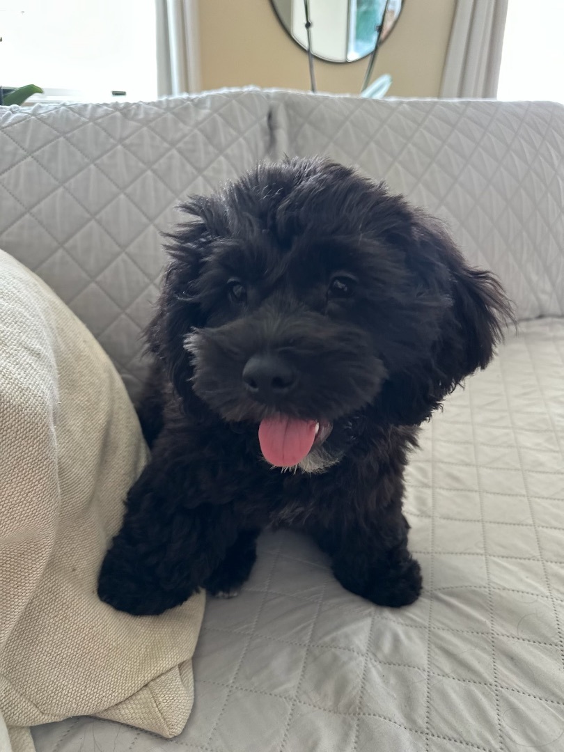 Bear, Adopted, Puppy Male Cockapoo.