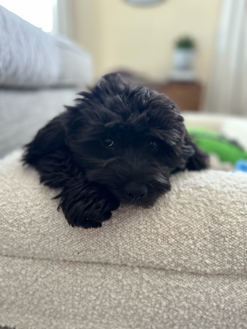 Bear, Adopted, Puppy Male Cockapoo.