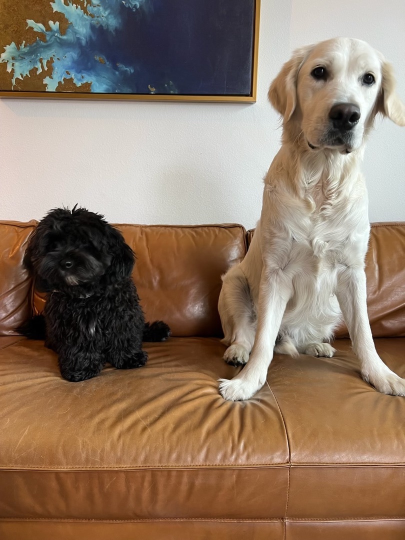 Enlarge Bear, a Adopted Cockapoo in Ramona, CA image 4/4