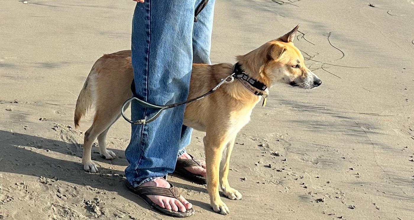 London, a Adoptable mixed breed in San Diego, CA image 1/3