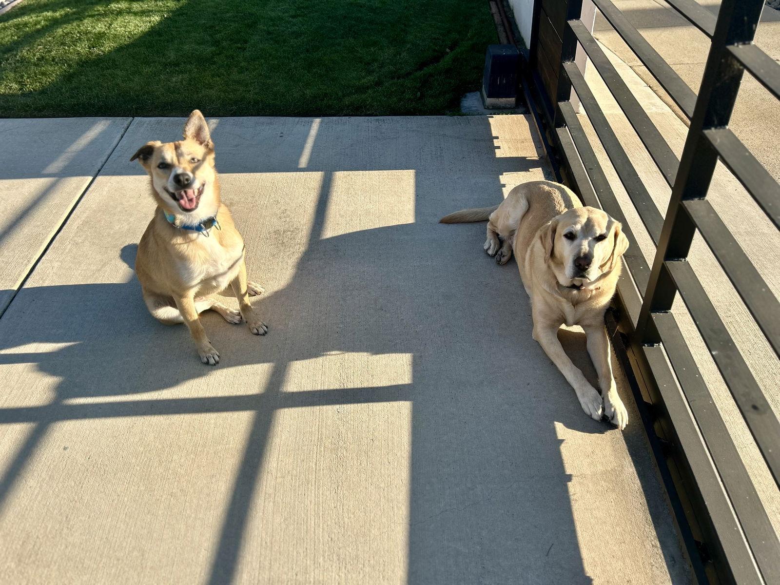 London, Adoptable, Young Female Labrador Retriever & Shepherd.