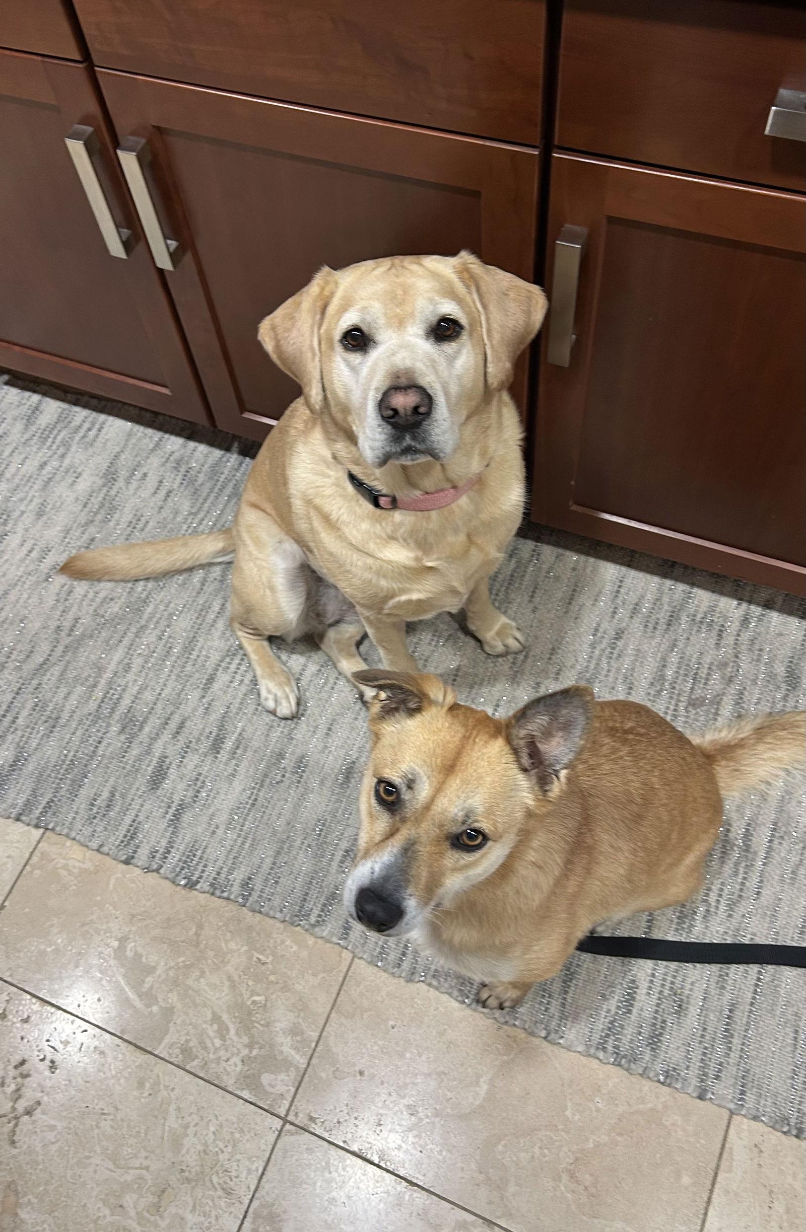 London, a Adoptable mixed breed in San Diego, CA image 2/3