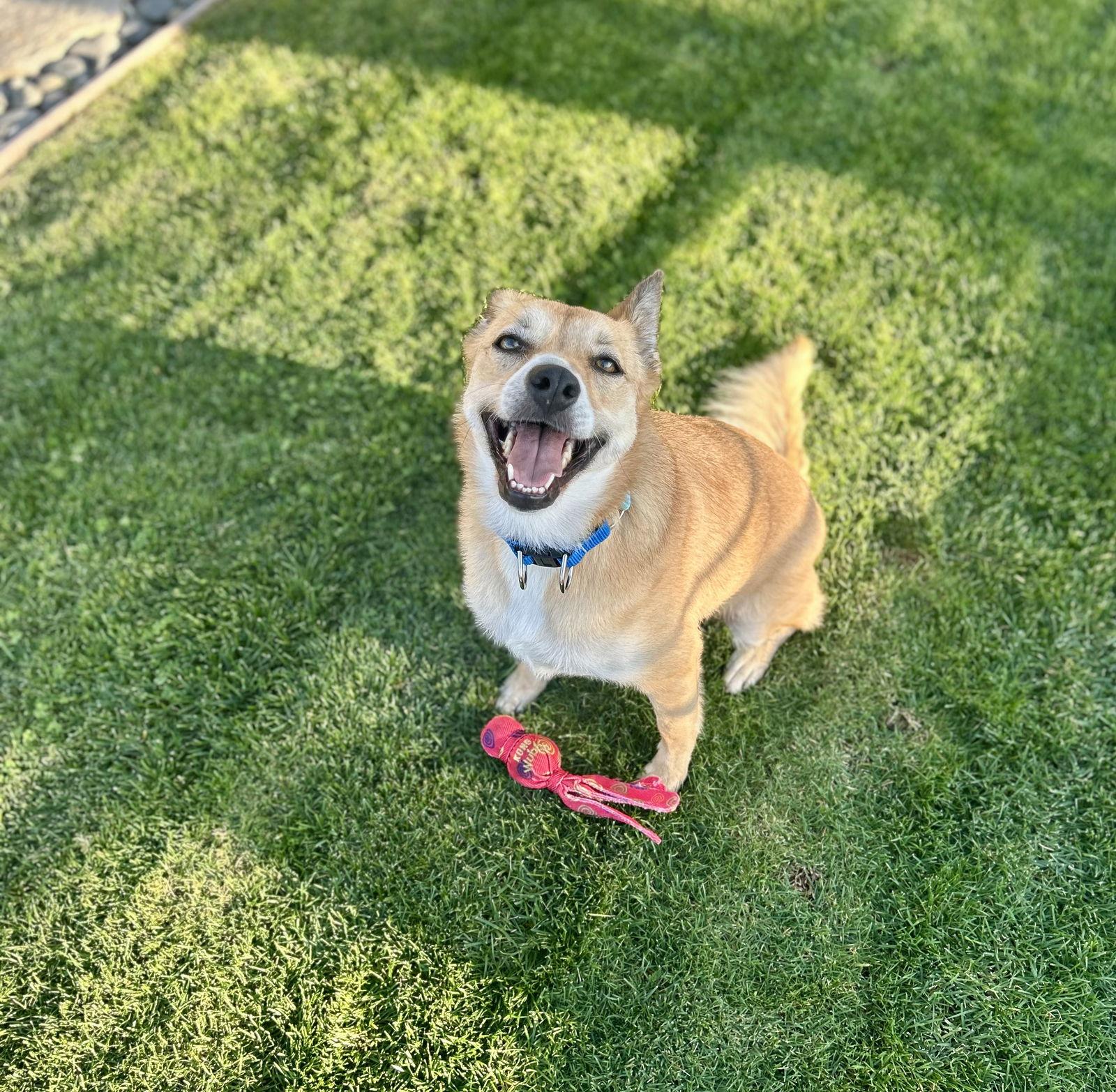 London, a Adoptable mixed breed in San Diego, CA image 3/3