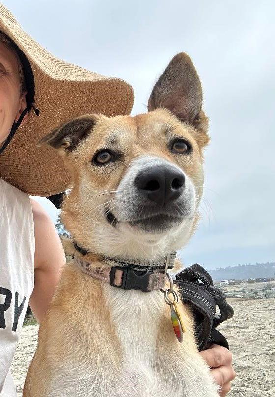 London, a Adoptable mixed breed in San Diego, CA image 2/3
