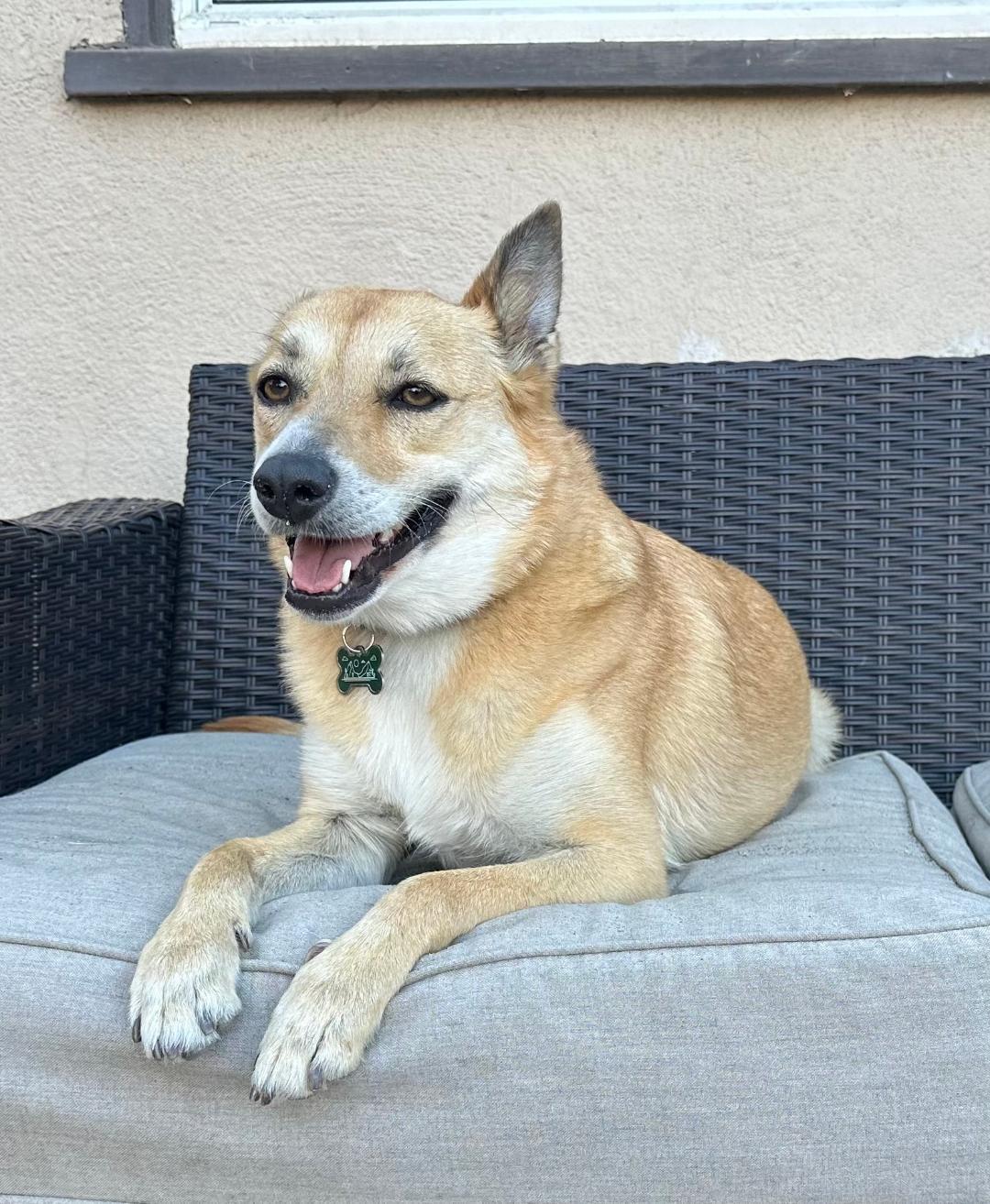 London, a Adoptable mixed breed in San Diego, CA image 3/3