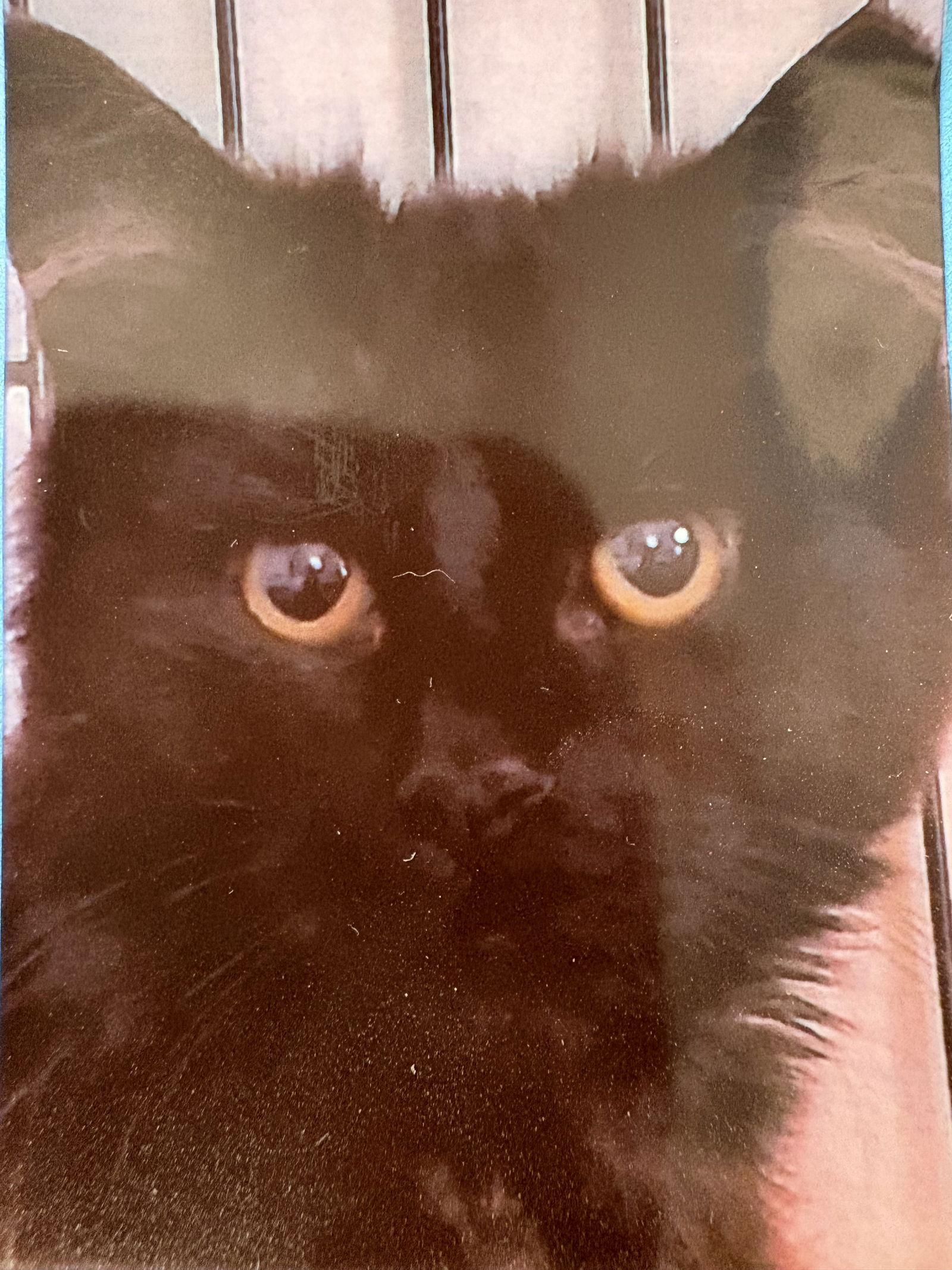 Enlarge Ace, a Adoptable Domestic Long Hair in Pittsburgh, PA image 1/1